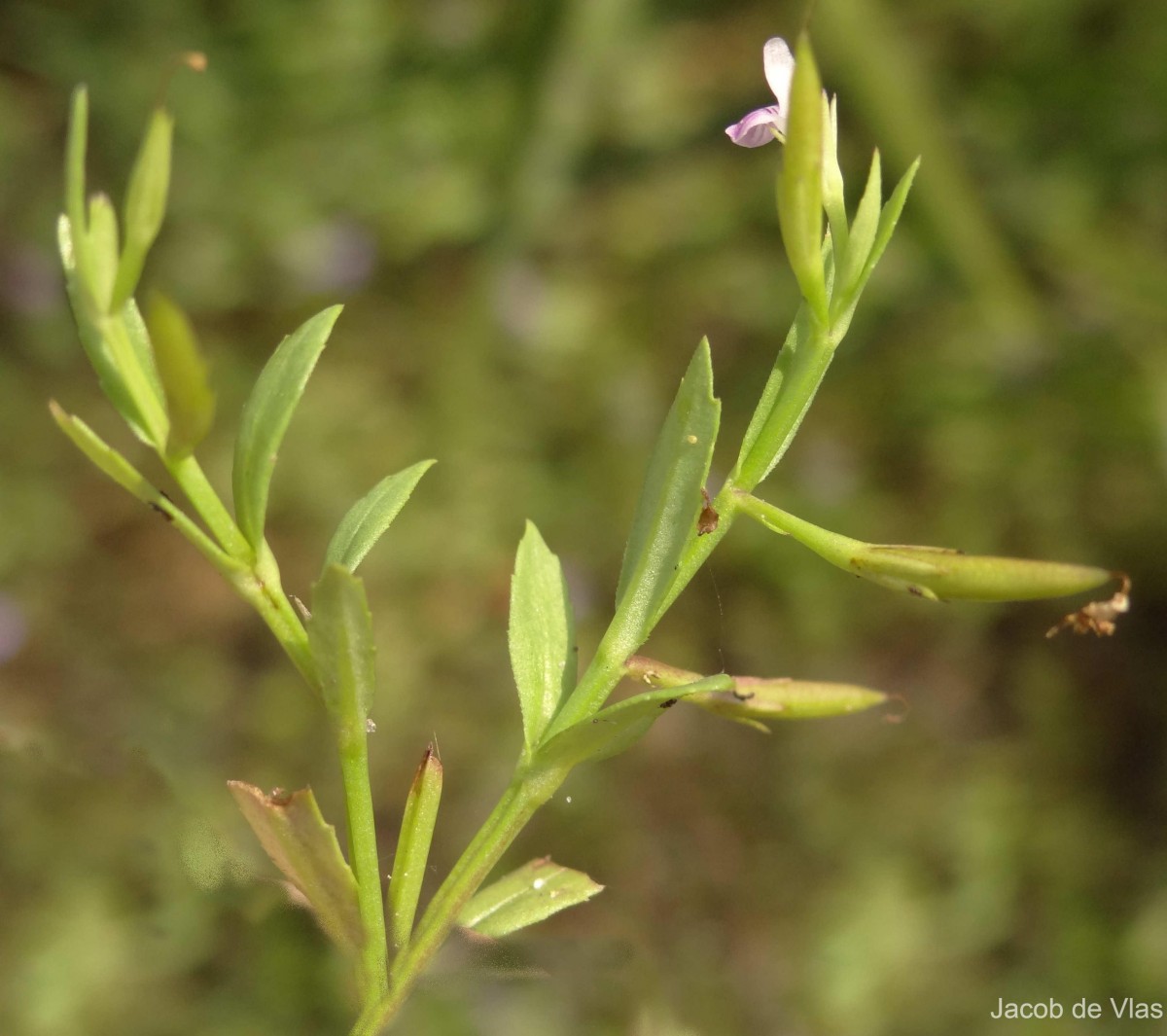 Bonnaya veronicifolia (Retz.) Spreng.